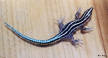 Holaspis Guntheri